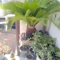 سیکاس ویوکا
