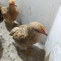 مرغ و خروس