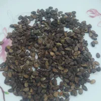 بذر هندوانه