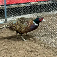 مرغ و خروس آمریکایی