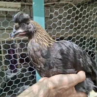 مرغ نمیچه