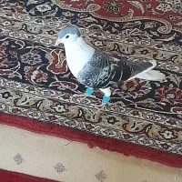 ساده کاکلی