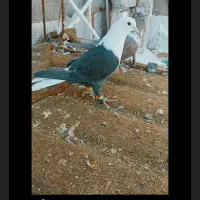 کلاغ دم سفید