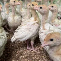 فروش جوجه ۱ روزه تا نیمچه بیوتی ۶ و برنز انگلیسی