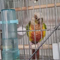 یک جفت گرینچیک