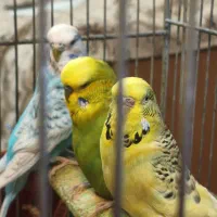 ۳ تا مرغ عشق انگلیسی و قفس جدا و با هم