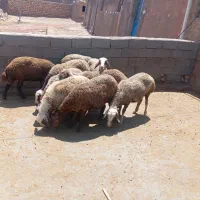 9 عدد میش|حیوانات مزرعه|کوهدشت, |دیوار