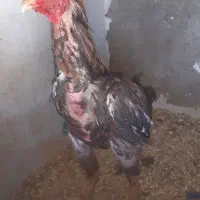 خروس لاری طلایی زیبا