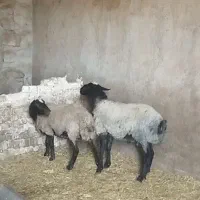 بره قوچ شالی