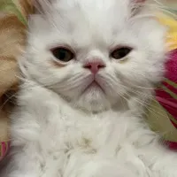 گربه نژاد پرشین