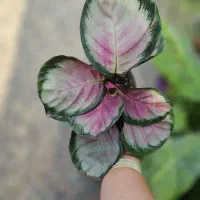 نئوژلیا خزه کالاتا