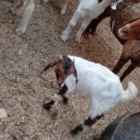 بز .بره.گوسفند