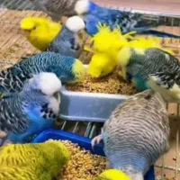 قبول واگذاری پرنده