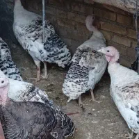 مرغ