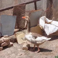 غاز