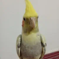 عروس هلندی