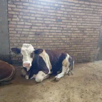 ی راس گوساله نر