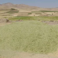 یونجه