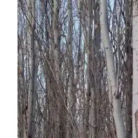 خریدارخریداردرخت