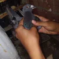 مگس
