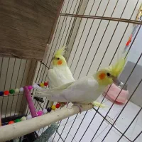 عروس هلندی