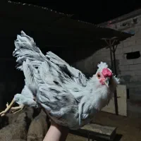 خروس گلین طوسی فول