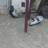 سینه و پشت ماده