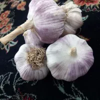 سیر گرمسار