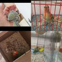 جفت طوطی کوتوله کارداده  دوتا جوجه رام