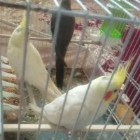 سه عدد عروس هلندی