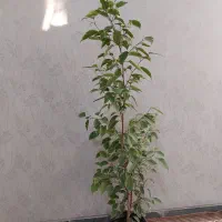 گل بنجامین