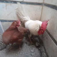 فروش مرغ خروس