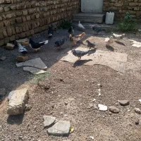 کبوتر پرشی