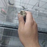 جوجه سهره خلخال نشوندار