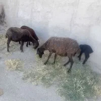 میشو بره