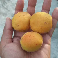 نهال های سیاه ریشه گلدانی نهالستان فروزانی ۱۴۰۵