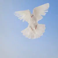 کبوتر پیدا شده