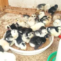 فروش تخم و جوجه مرغ گلین ریشو چهلتاج