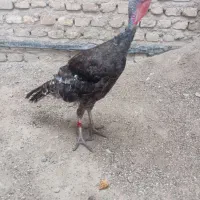 بوقلمون گمشده
