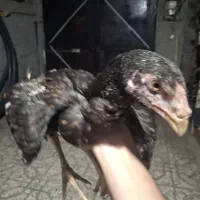 جوجه لاری افغان اصل