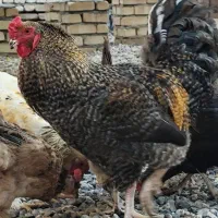 مرغ خروس جوجه