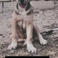 پژدر