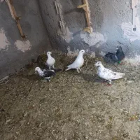 ۵ عدد کبوتر. گرفتنی. ۴ عدد نر.  یک عدد بزک ماده