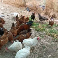 فروش. مرغ محلی تخم گذار