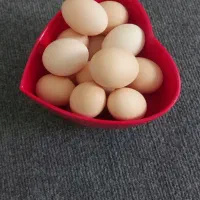 تخم مرغ محلی