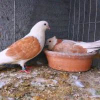 شاز ده زرد