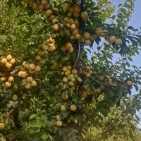 الو قطره طلا ارگانیک
