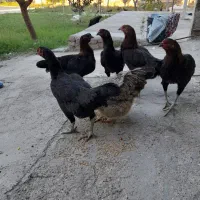 مزرعه حیوانات