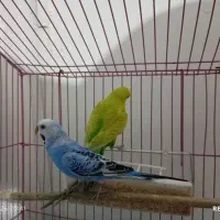 ....|پرنده|دوگنبدان, |دیوار