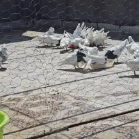 کبوتر طوقی مجموعه